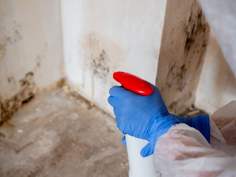Black Mold Remediation in Fort Lauderdale, FL