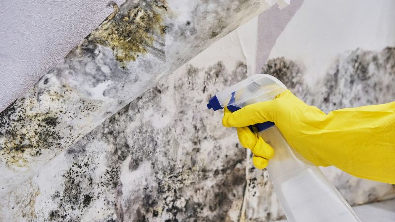 Mold Abatement in Arlington, TX