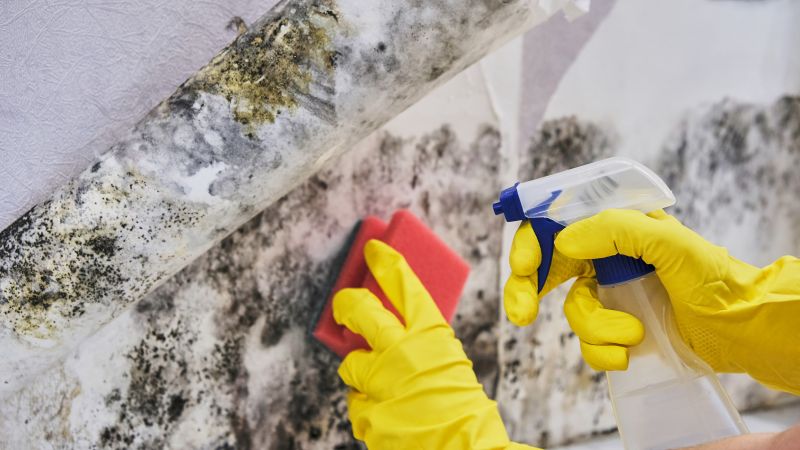Mold Abatement in Boca Raton, FL