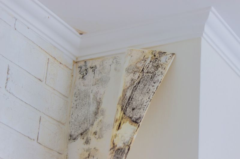 Mold Abatement Service in Bergen County, NJ