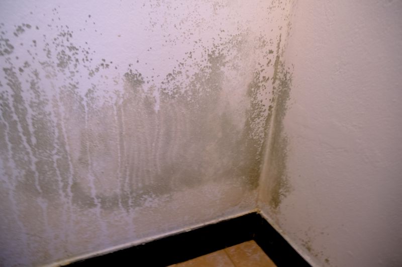 Mold Abatement Service in Frisco, TX