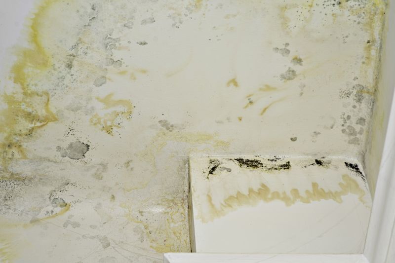 Mold Remediation Service in Boca Raton, FL