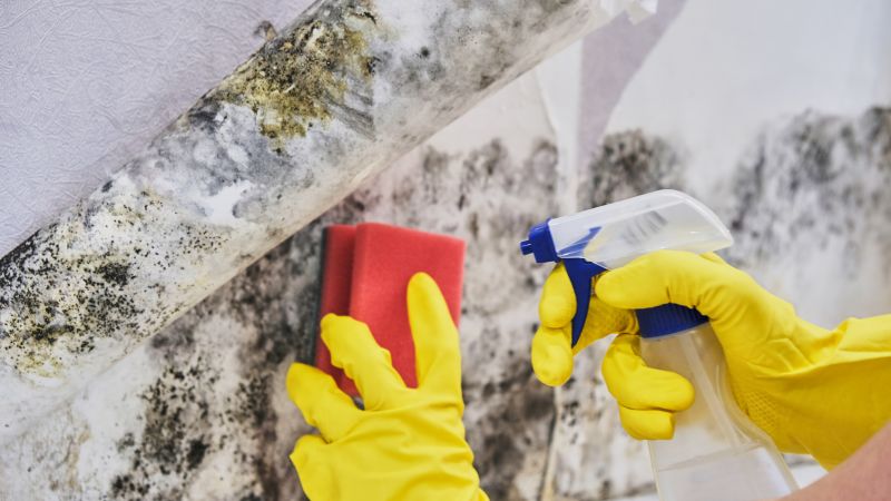 Mold Remediation Service in Bergen County, NJ