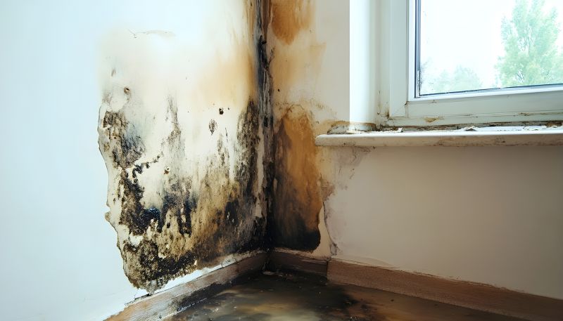 Mold Remediation Service in Fort Lauderdale, FL