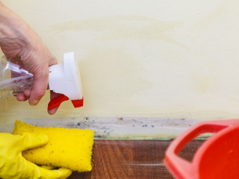 Mold Removal in Essex County, NJ